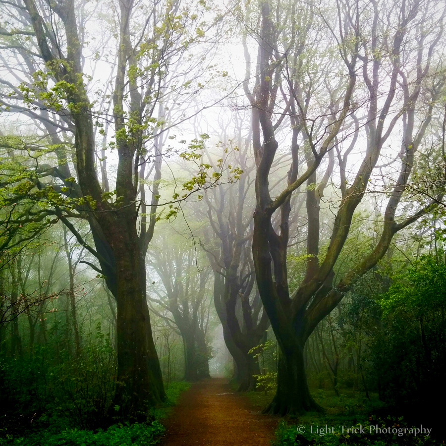Stanmer Park Great Wood Brighton
